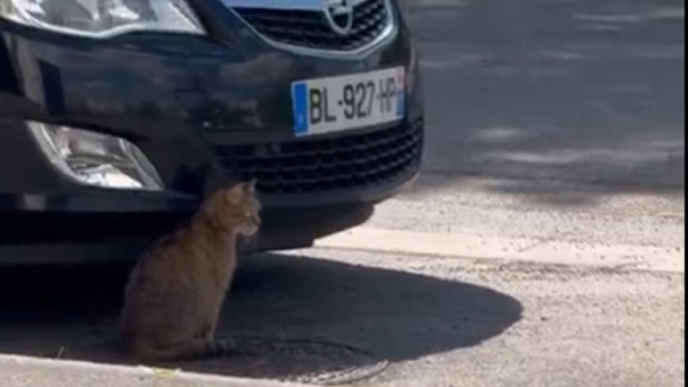 Un rat renverse la situation sur un chat