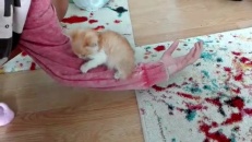 Le chaton le plus affectueux qui soit!