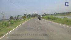 Rhinocéros droit devant !