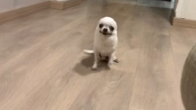 Rien ne ralentit ce chiot