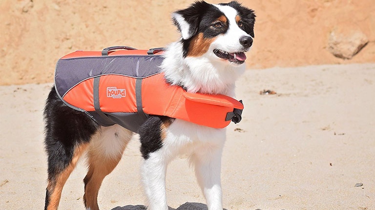 Amenez votre chien en bateau avec cette veste de sauvetage