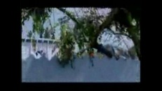Des roches sur la voiture