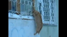 Roméo et Juliette version chat!