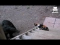 Un chat qui n'a vraiment peur de rien!