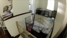 Mission impossible? Pas pour ce chien!