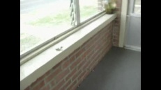 Un chien très peureux