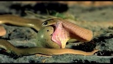 Un serpent avale tout un œuf! 