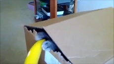 Le chat, ce drôle d'animal!