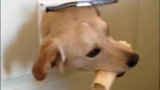 Cette porte à chien est pleine de surprises! 