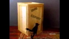 Le chat et l’oiseau