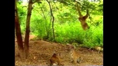 Un singe qui aime taquiner