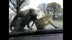 Des singes qui font l’amour au zoo