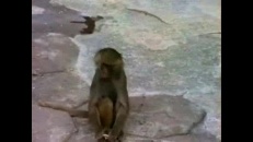 Singe qui se voit dans un miroir