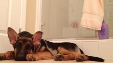 Le chien Trololo