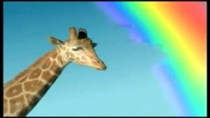 Girafe mangeuse d'arc-en-ciel