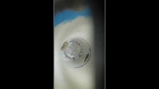 L'autre animal que tu ne veux pas voir dans ta toilette