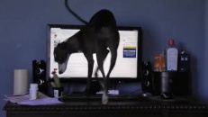 Un chien fouineur