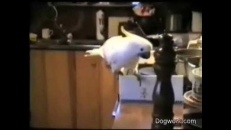 Soirée spaghetti!