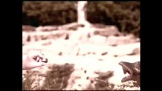 Un éléphant qui a de la mémoire Un éléphant qui a de la mémoire