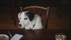 Une agence de rencontre pour chiens