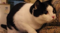 Un chat qui danse avant d'attaquer!