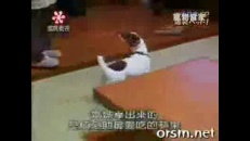 Chien Superman