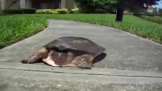Une tortue ultrarapide