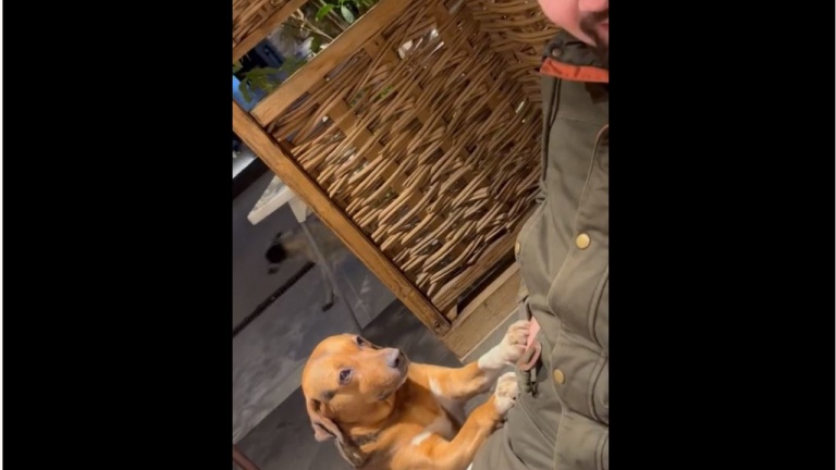 Comment résister à ce regard?