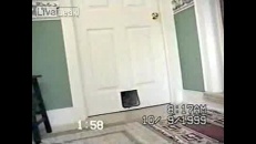 Un intrus dans la maison