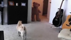 Un chien qui a peur d'un ourson