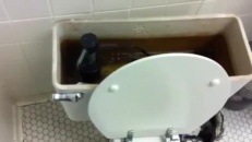 Toilette très bruyante!