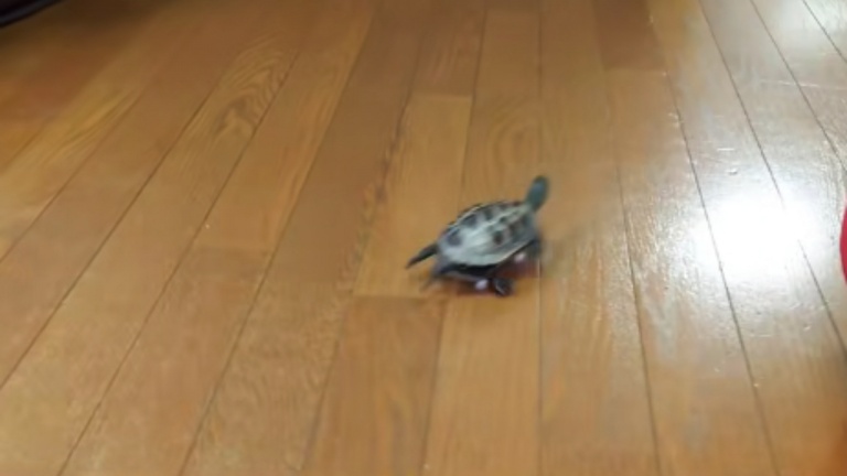 Une tortue se déplace en planche à roulettes