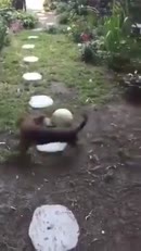 Un ballon à quatre pattes 
