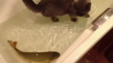 Un chat qui aime l'eau et un poisson qui aime les chats? Un chat qui aime l'eau et un poisson qui aime les chats?