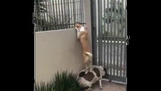 Pas mal curieux ces deux chiens-là!