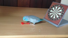 L'oiseau Charlie apprend à jouer aux fléchettes