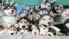 Une technique de camouflage infaillible?