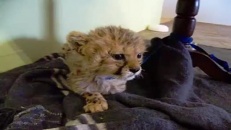 Le rugissement de ce bébé guépard est trop mignon