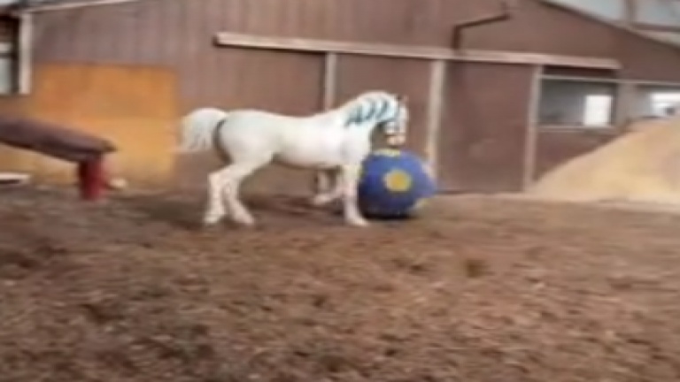 Quand la balle intéresse tout le monde... même un cheval!