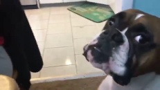 On ne peut pas tout avoir dans la vie, ce chien vous le dira bien!