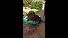 De gros invités dans la piscine gonflable