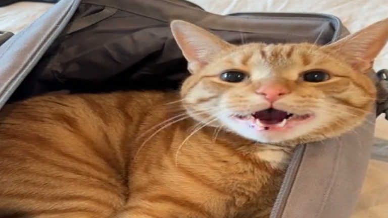 Il y a sûrement un peu de place pour le chat!