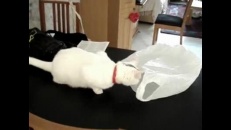 Voici la preuve que les chats sont curieux