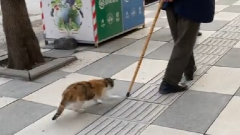 Un chat essaie d'attraper la canne d'un homme