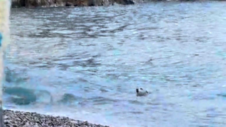 Un chien adore nager dans la mer