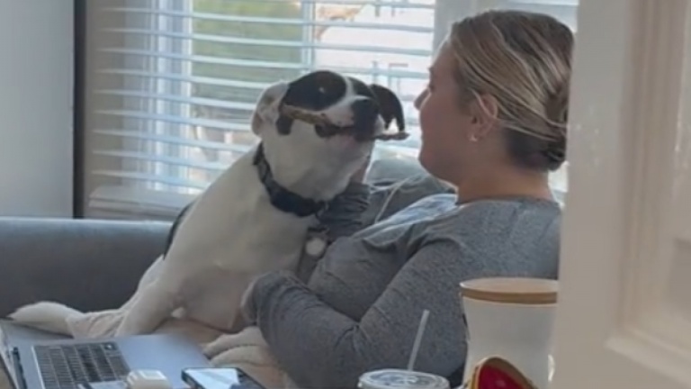 Un chien interrompt une réunion Zoom