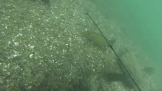 De la pêche sous-marine