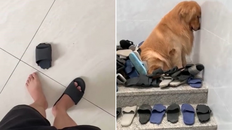 Combien de paires faudra-t-il avant qu’il apprenne sa leçon?