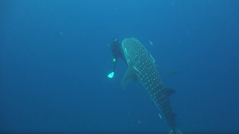 Un plongeur a une rencontre rapprochée avec un requin baleine