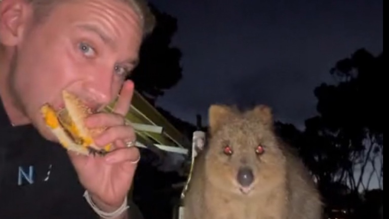 Un homme dîne avec un quokka